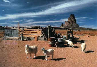 Navajo-Home