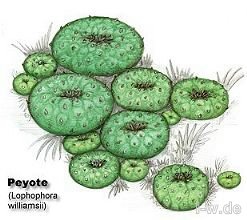 Peyote