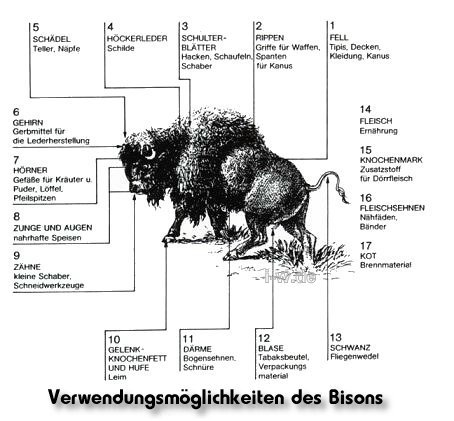 Verwendungsmöglichkeit des Bisons